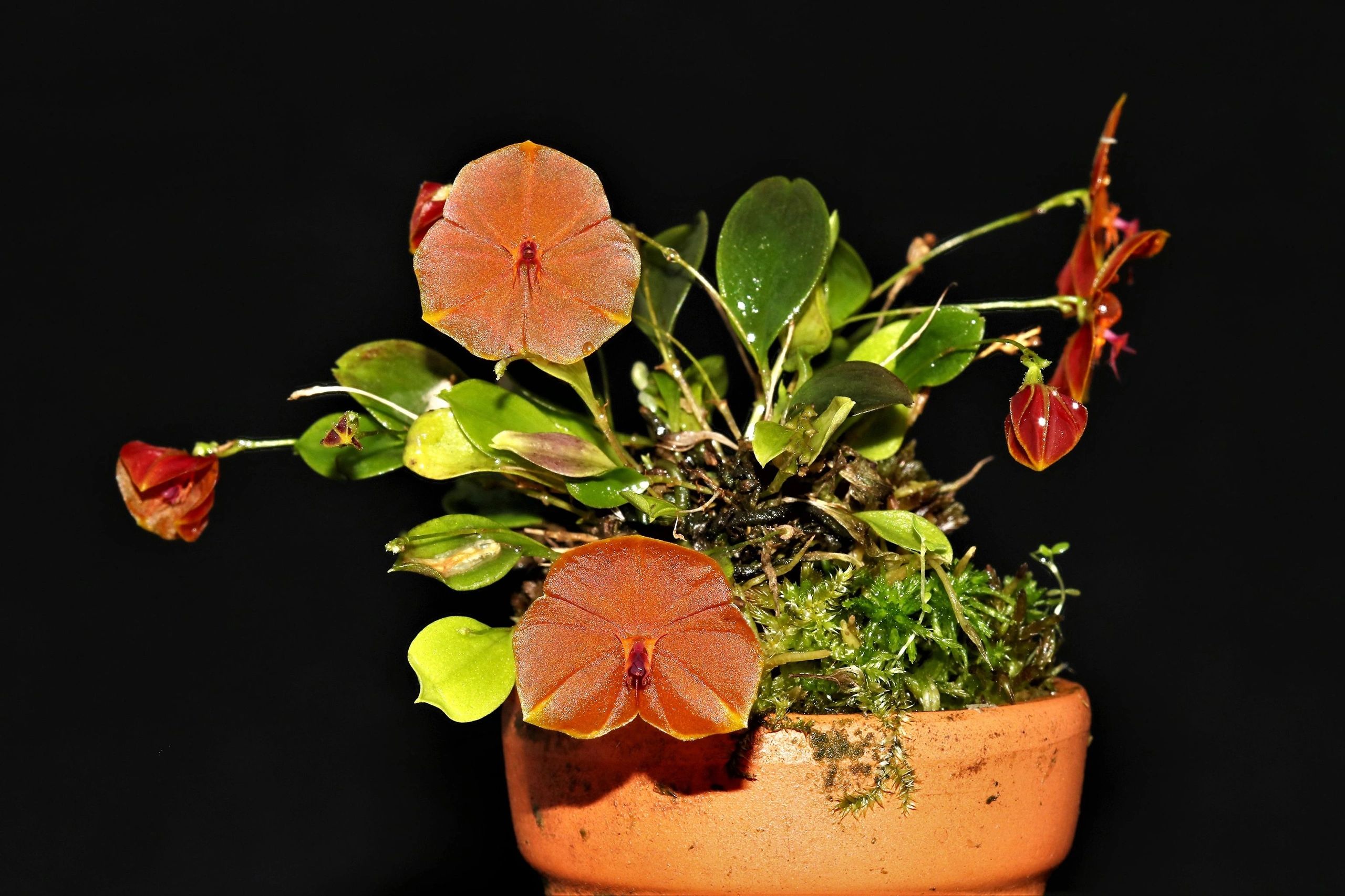 Lepanthes ［Pof］ Lepanthes aculeata レパンテス・アクレアータ
