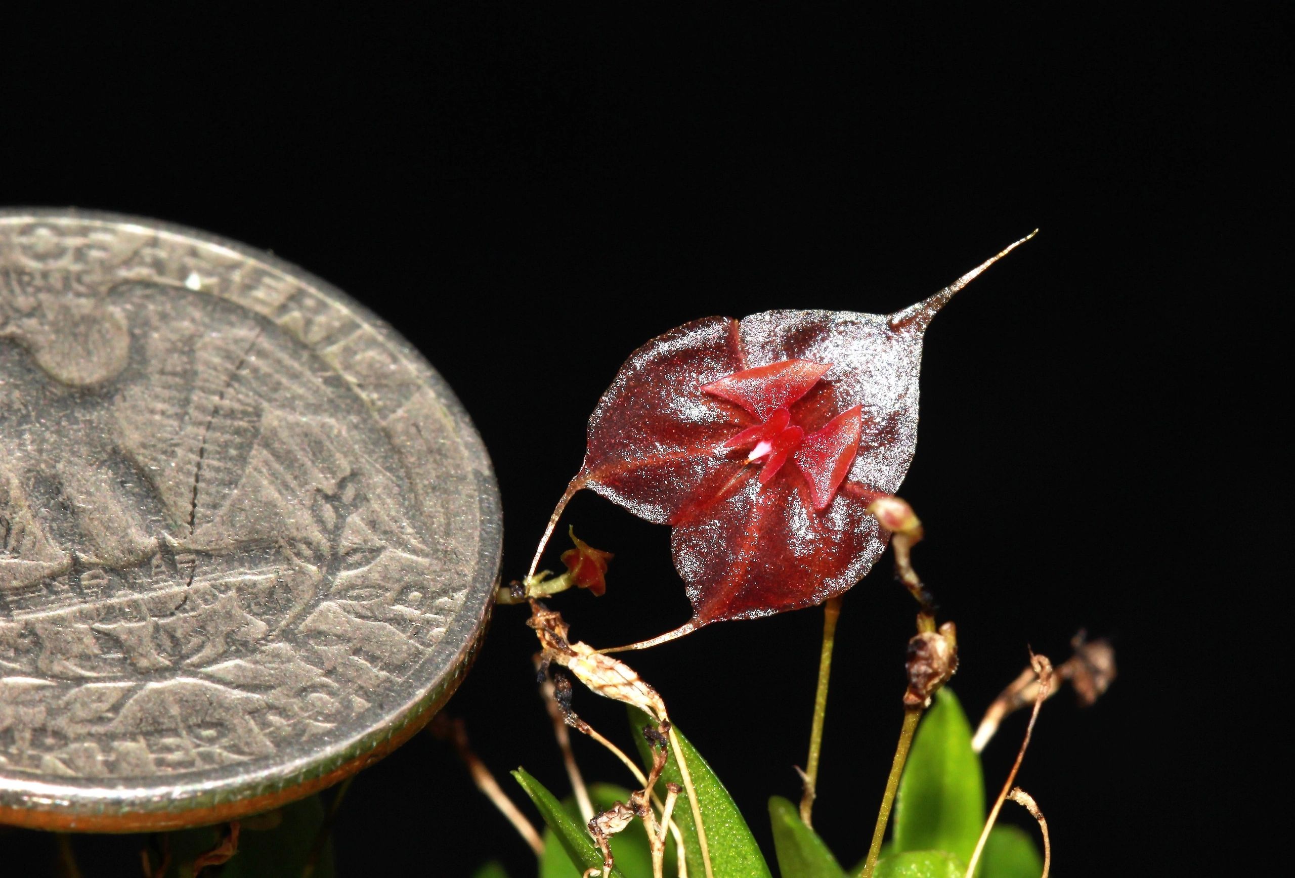 03/31 Lepanthes.tsubotae ②大株 入賞個体self 熱帯植物人気種