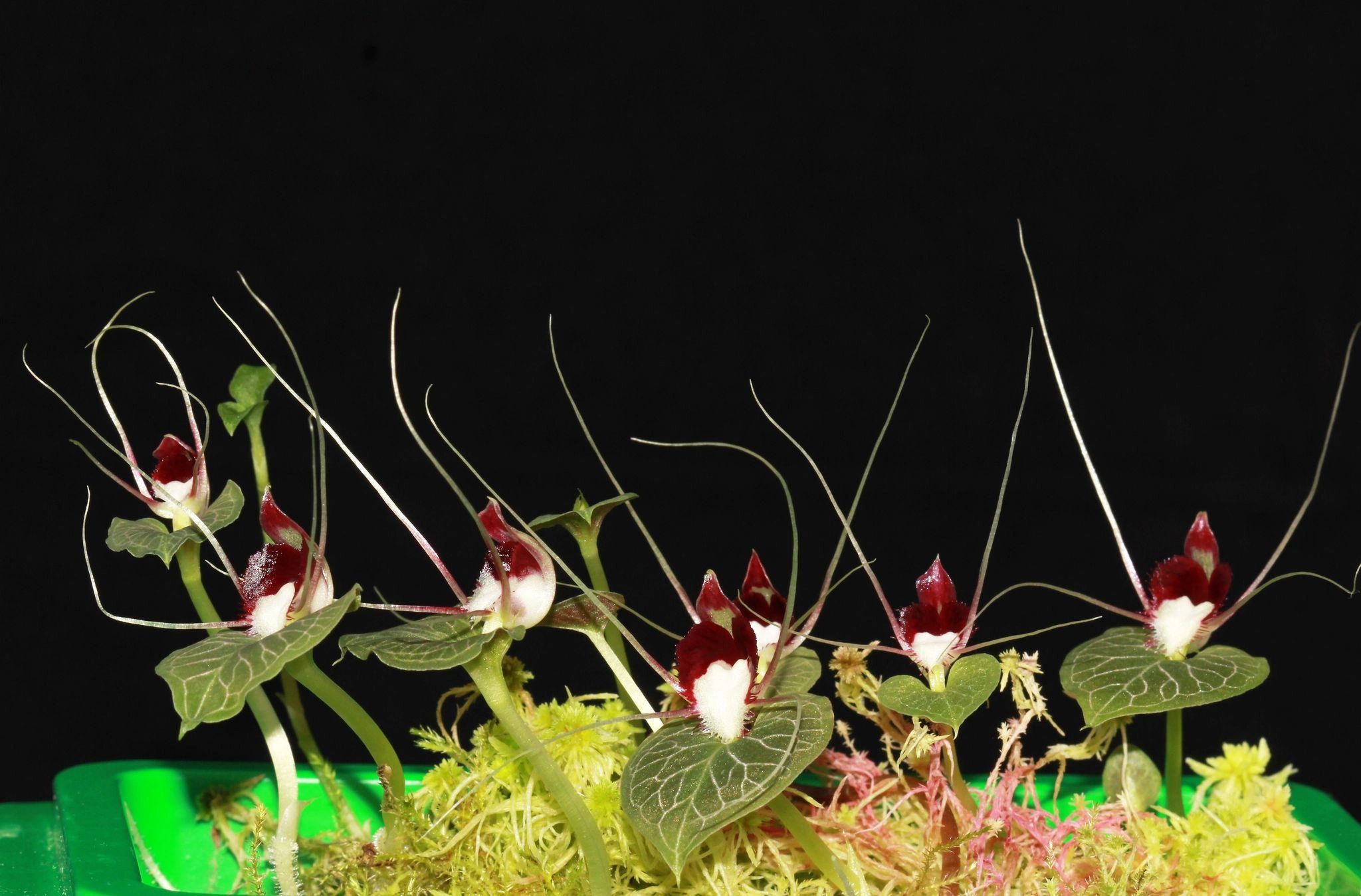 【コリバス】Corybas Sp.(1芽+1球) コリバス】Corybas Sp.(開花済み) 1球 - メルカリ