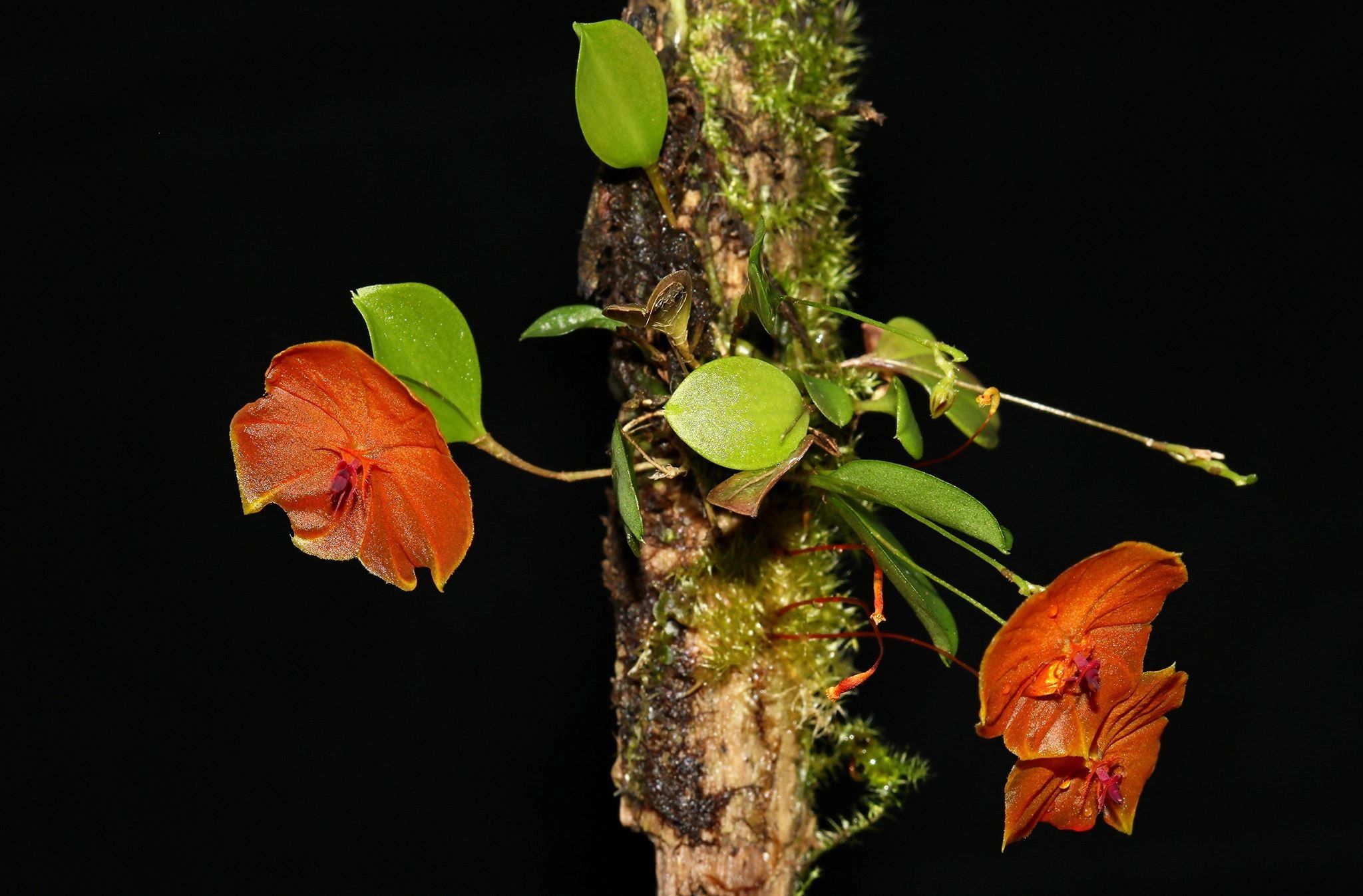 93189131_220229249318390_79359