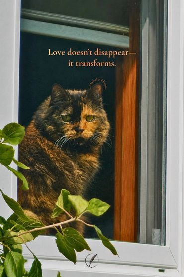 A calico cat gazes from a window, Gold serif text reads “Love doesn’t disappear—it transforms.”
