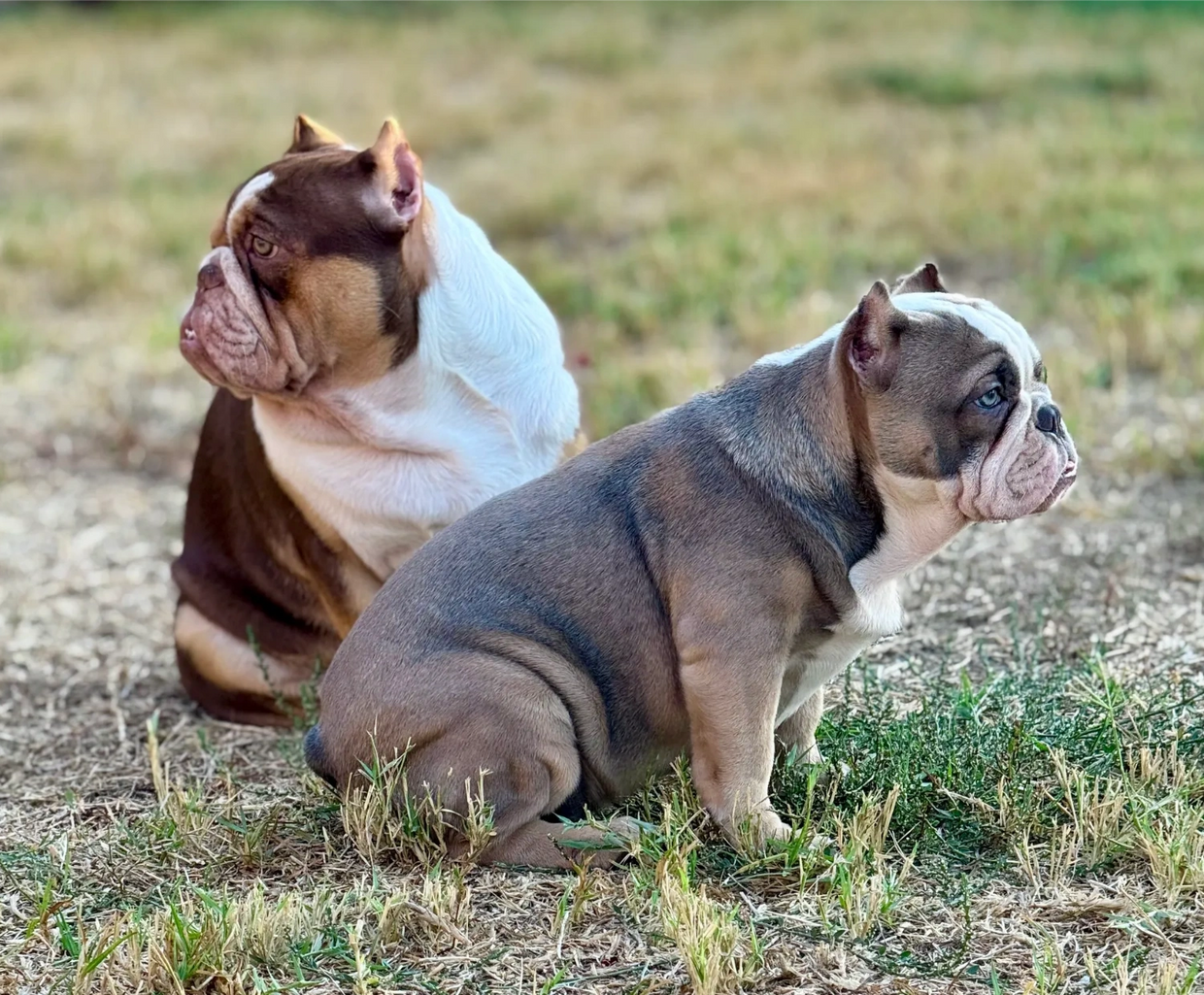 shorty bull 
shorty bulldog
jamie sweet
california shorty bull
shory bull breeder