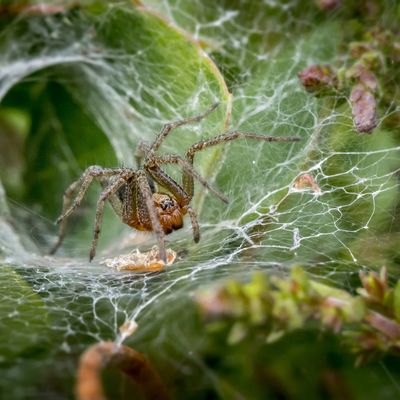 Spiders are the 8 legged pests that lurk in the dark.  Call us to spray your home and yard.