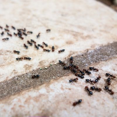 Ants in the Sandhills can get troublesome.  