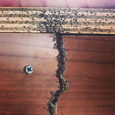 Bedbugs in Rowland, NC, Pest-A-Rest is here to help
