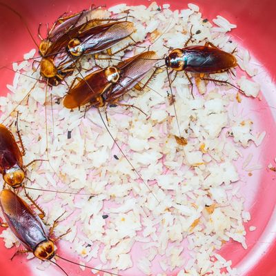 Cockroaches can be a nightmare. Pest-A-Rest is available for your pest control needs.