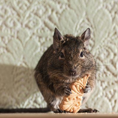 Rodents are mice, rats, birds, bats, squirrels, chipmunks, moles, voles and more.