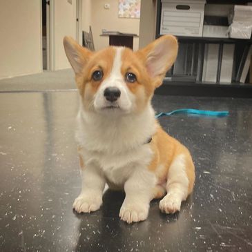 Corgi puppies for sale