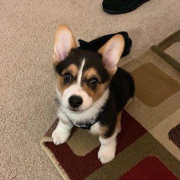 Corgi puppy