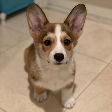 Corgi puppies for sale near me