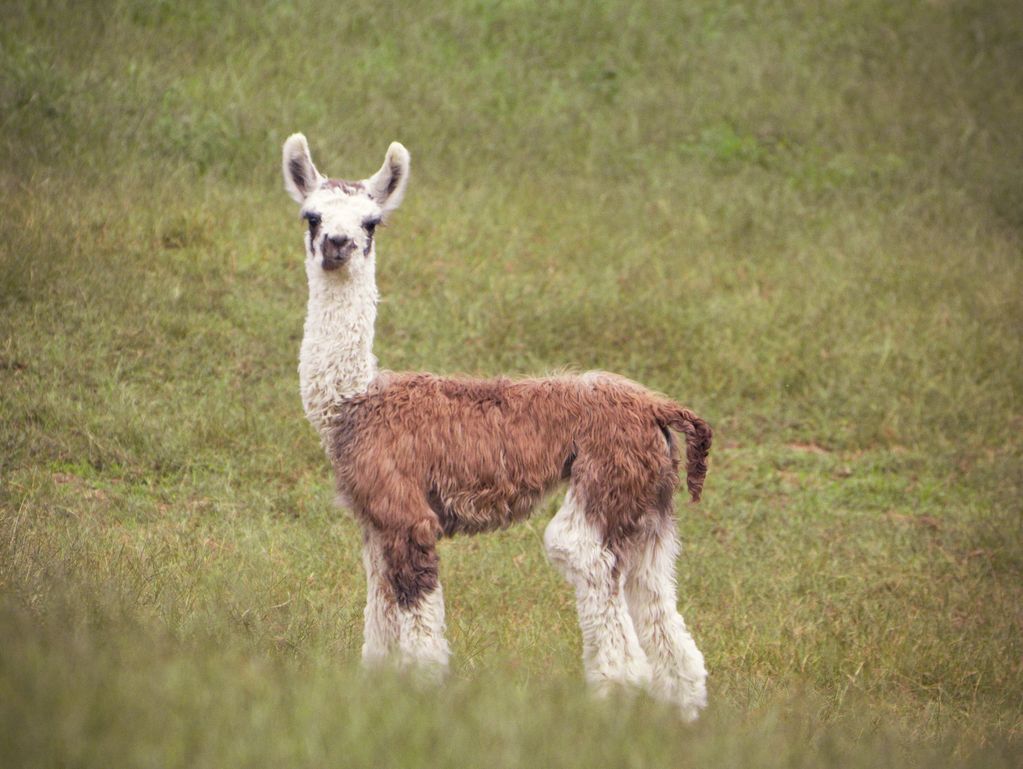 A young llama standing in a grassy field.