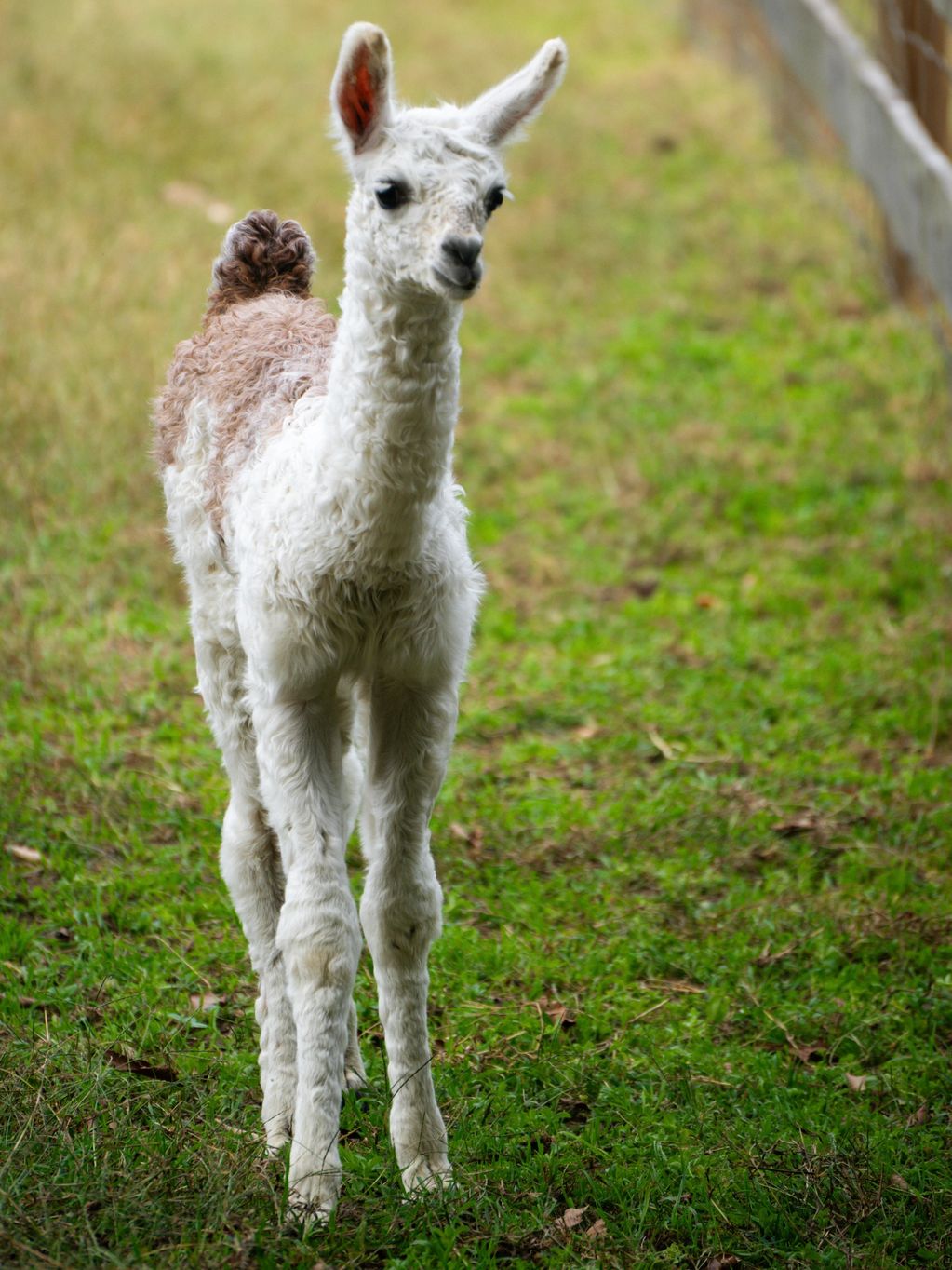A young alpaca standing on green grass near a fence.