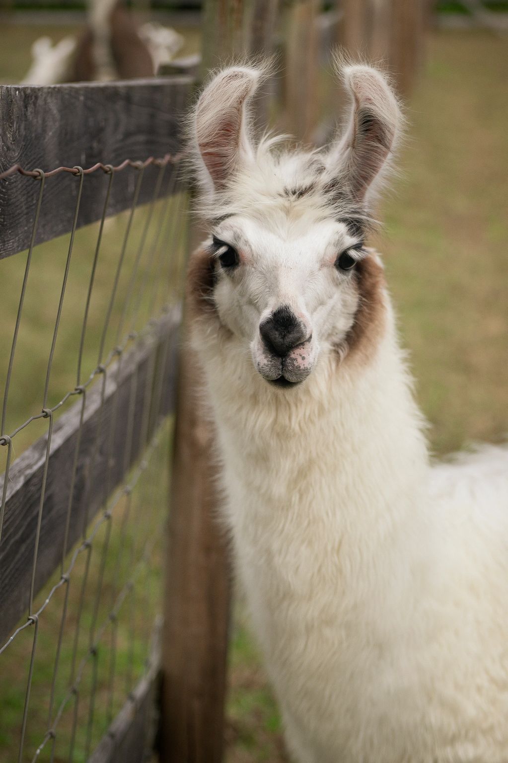 Close-up of a white llama with fluffy ears near a wooden fence.