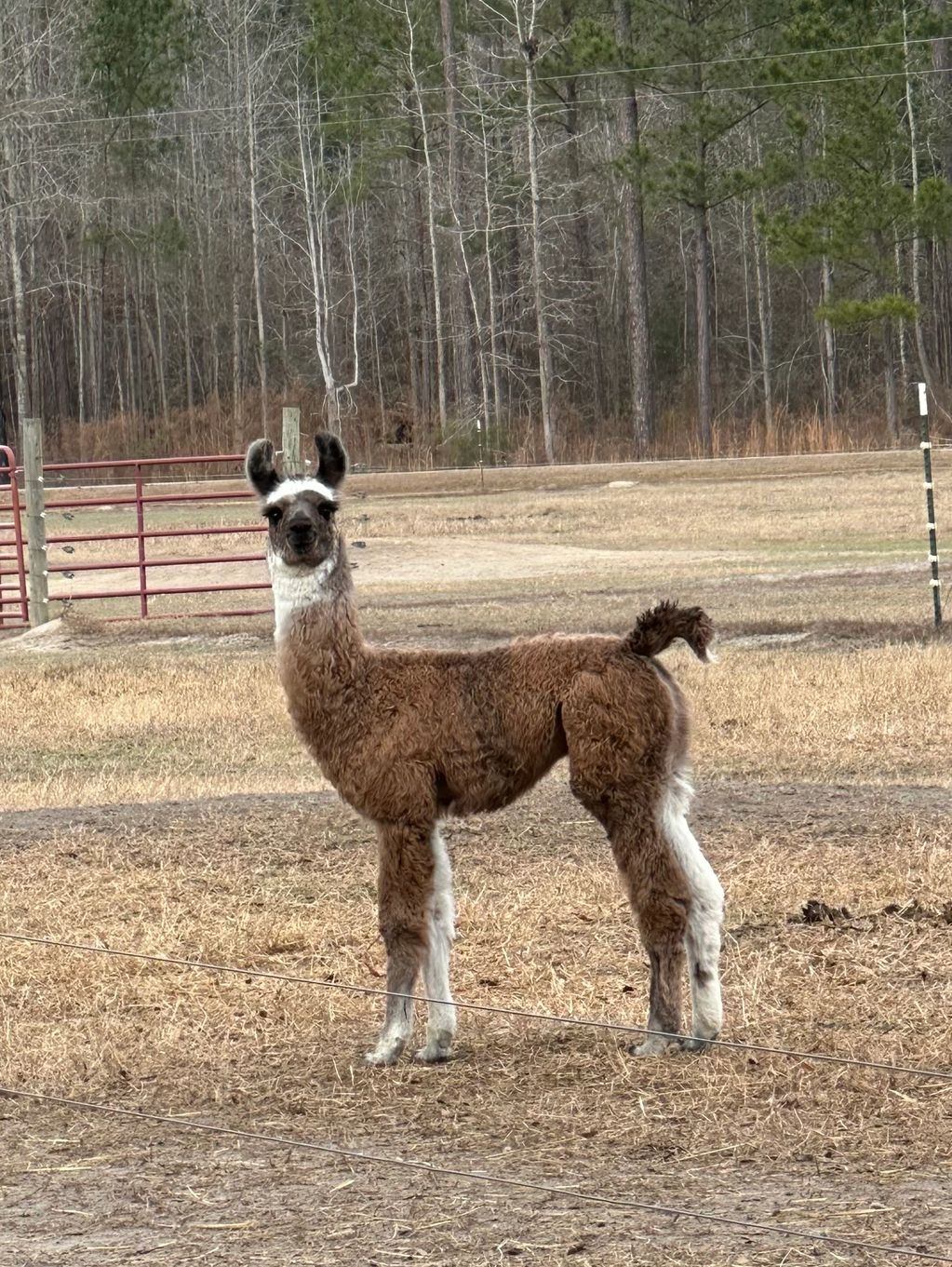A young llama stands alert in a fenced rural area.