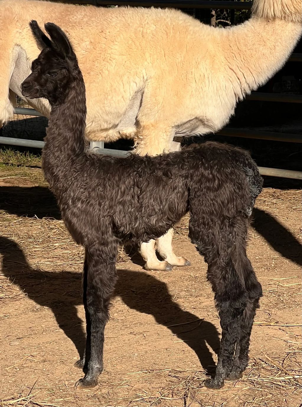 A black baby llama stands in front of a cream-colored adult llama on dirt ground.