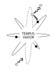 Tempus Viator