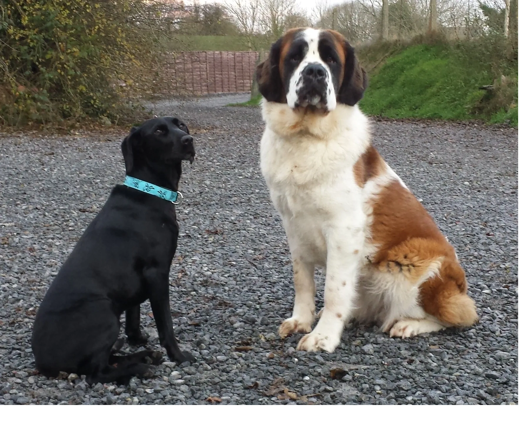 Hanley & Willow the real stars of Hollybarn Dog Training, Behaviour & Boarding.