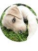 Hollybarn Dog Behaviour & Training
