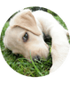 Hollybarn Dog Behaviour & Training