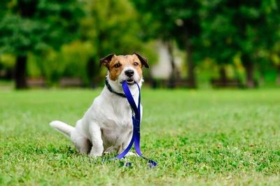 Dog holding a lead at Hollybarn Dog Training Puppy Training Behaviour and Obedience.