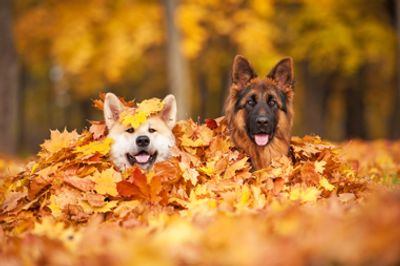 Two dogs hiding in leaves at Hollybarn Dog Training and Home from Home Boarding.