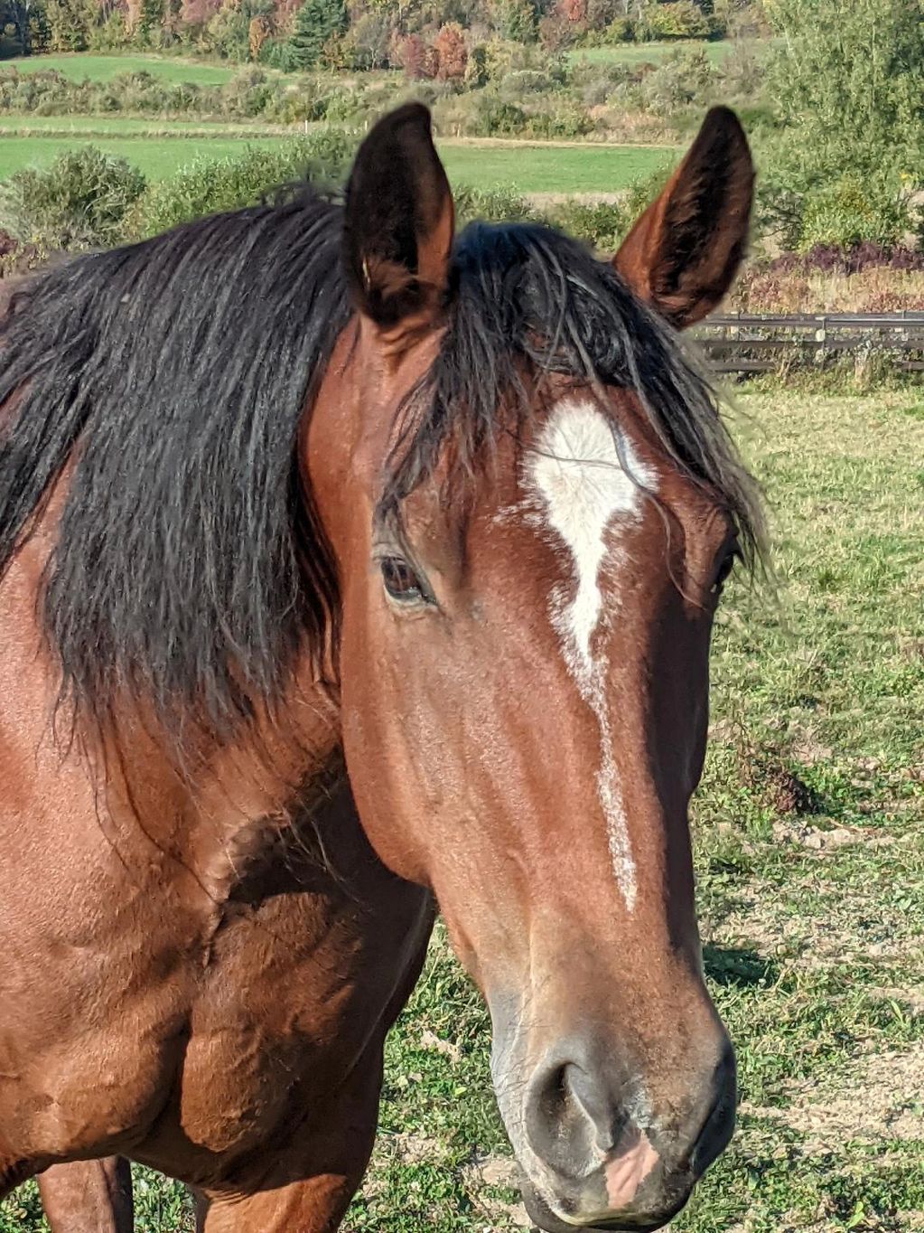 SonnyDaze Ranch Mental Health & Wellness Equine Programs Horse Staff Member Auggie
