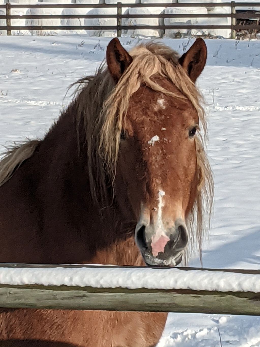 SonnyDaze Ranch Mental Health & Wellness Equine Programs Horse Staff Member Rosie
