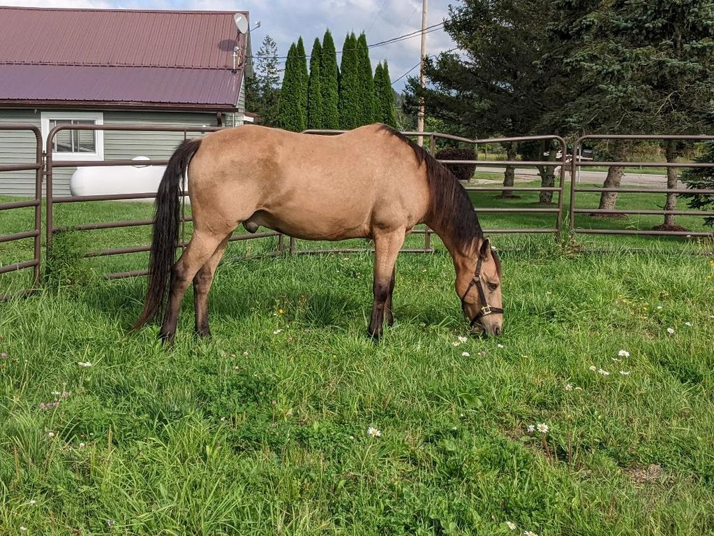 SonnyDaze Ranch Mental Health & Wellness Equine Programs Horse Staff Member Solomon