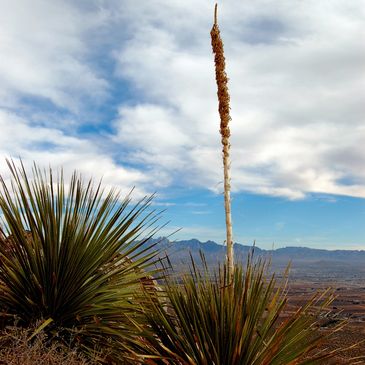 A beautiful Yucca (NM State Flower) picture (Picacho Peak view to Organ Mts. Las Cruces, NM)