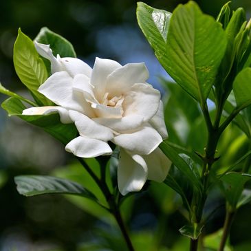 Woman Owned Company
Gardenia
