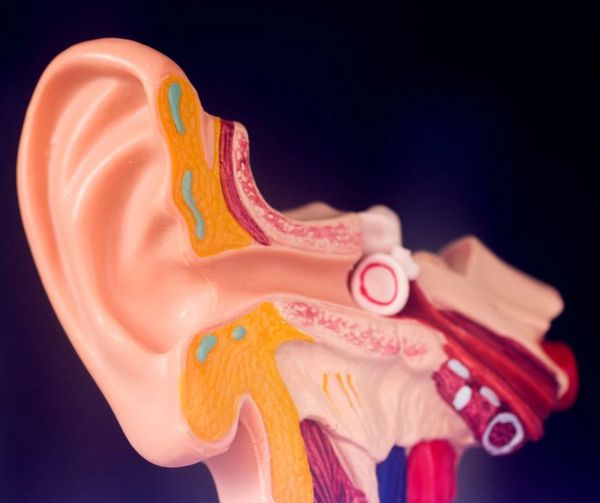 Detailed anatomical model of the human ear showing outer, middle, and inner ear structures.