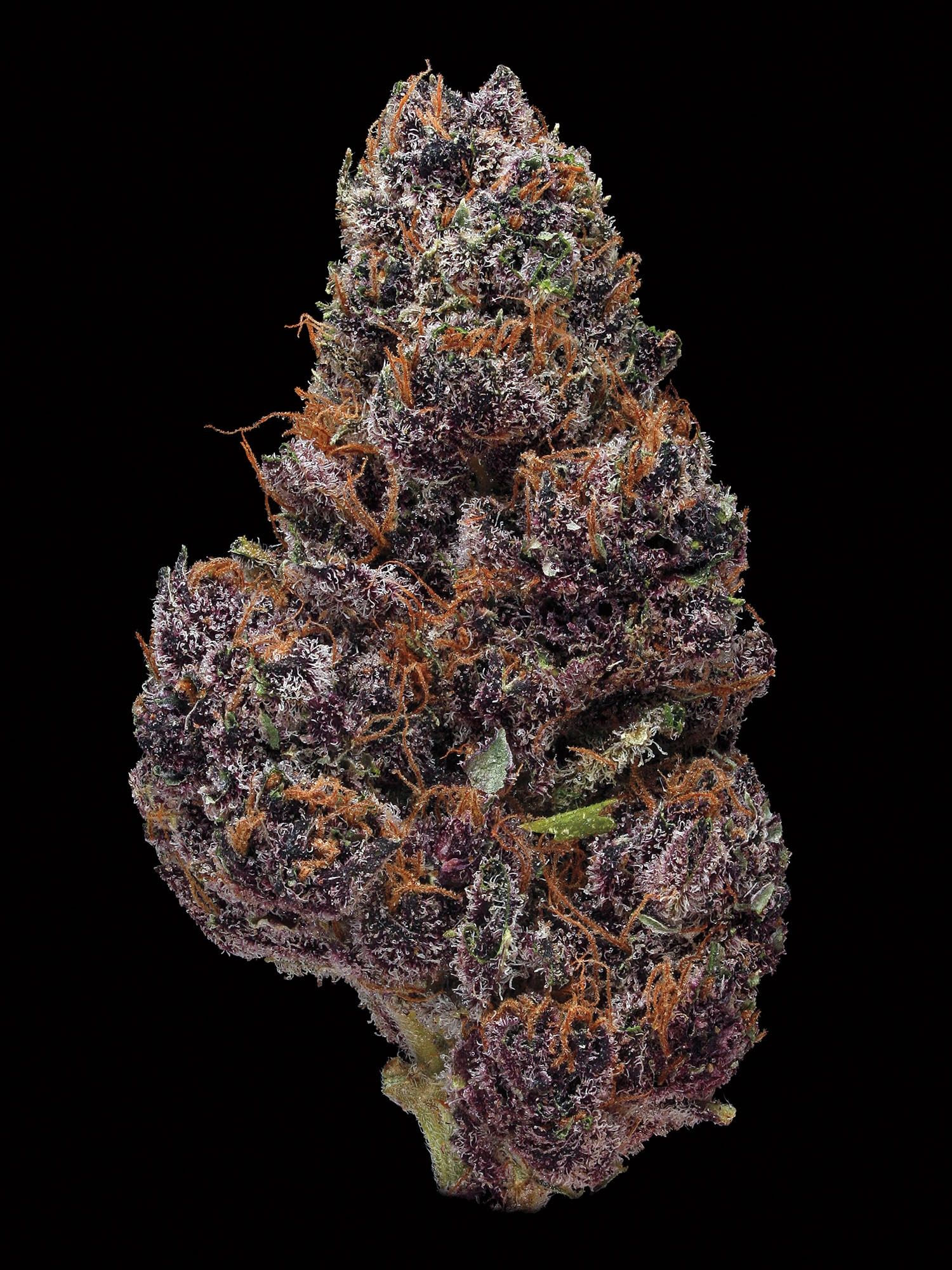 Close-up of a trichome-covered cannabis bud with purple hues and orange pistils.