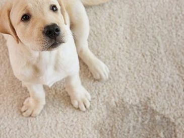 pet odor removal Los Angeles
- mattress steam cleaning services
- driveway pressure washing LA
- move-out cleaning services
- post-construction cleaning LA
- gym floor sanitizing services
- epoxy floor cleaning services
- rug and oriental carpet cleaning