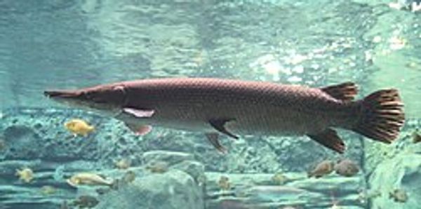 Garulator Gar Fishing Lures