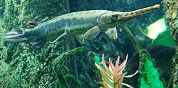 Garulator Gar Fishing Lures