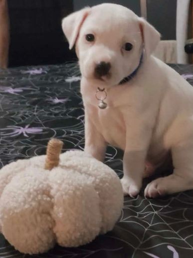 AllCute white puppy sitting next to a plush pumpkin toy.