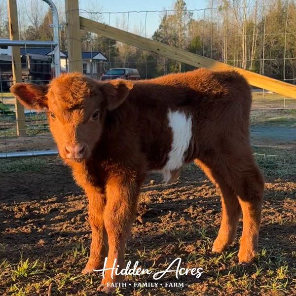 A young brown calf standing on farm ground.