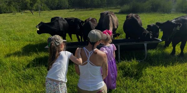 Three people feeding cows in a grassy field.