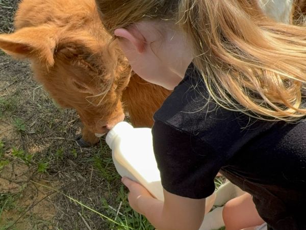 Child bottle-feeding a young calf outdoors.