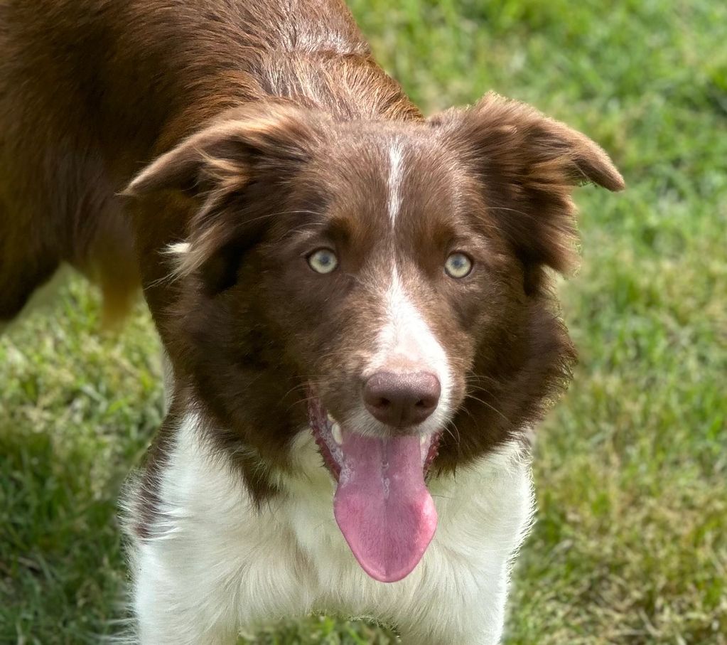 ABCA red and white Border collie
