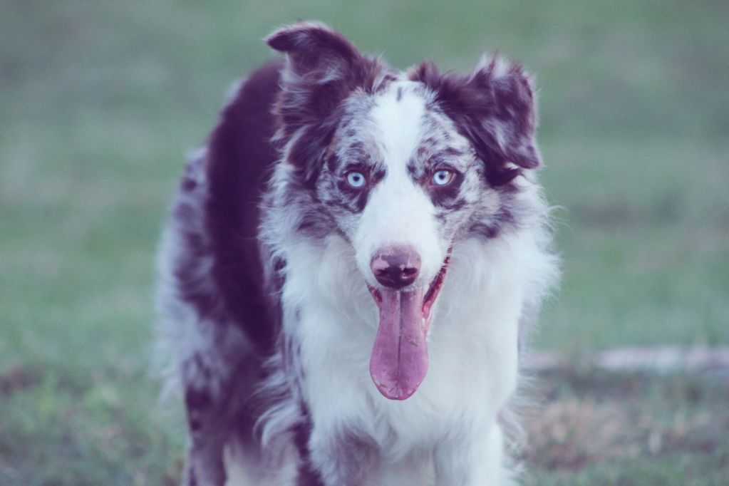 ABCA red merle Border collie