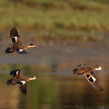 Andaman Teals
