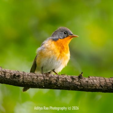 Kashmir Flycatcher