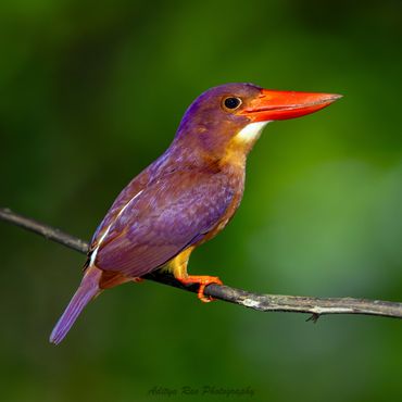 Ruddy Kingfisher, East Java