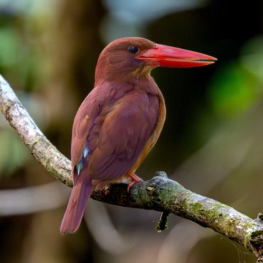 Ruddy Kingfisher