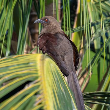 Andaman Coucal