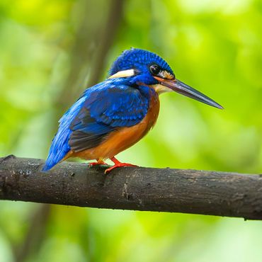Blue-eared Kingfisher, East Java