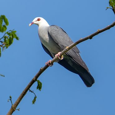 Andaman Wood-Pigeon 