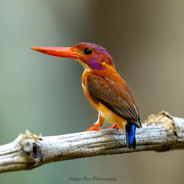 Sulawesi Dwarf-Kingfisher, Sulawesi