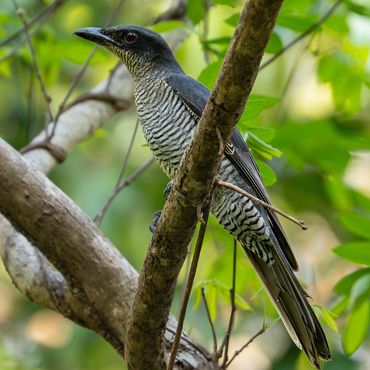 Andaman Cuckoo-shrike